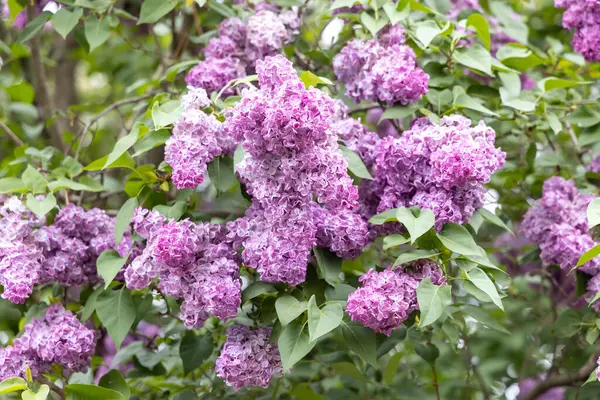 Bahar bahçesinde çiçek açan mor leylak çalısı.