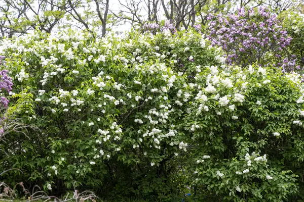 Bahar parkında çiçek açan beyaz ve mor leylak çalıları