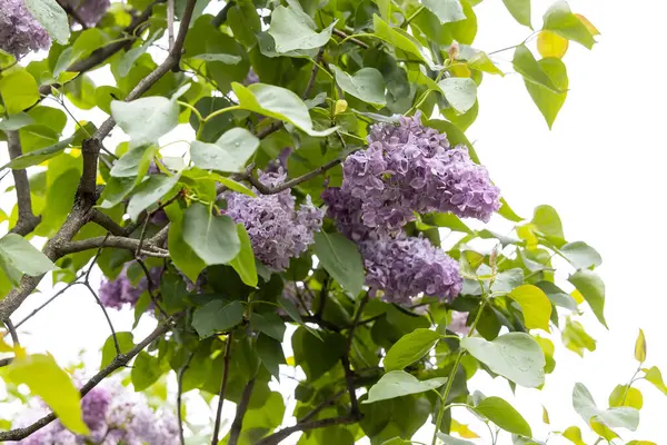 Yağmurdan sonra ağaçta taze mor leylak kümeleri