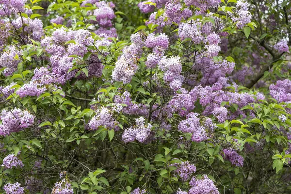 Bahar bahçesinde çiçek açan leylak çalısı.