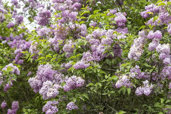 Bahar bahçesinde çiçek açan leylak çalısı yumuşak ışığın altında