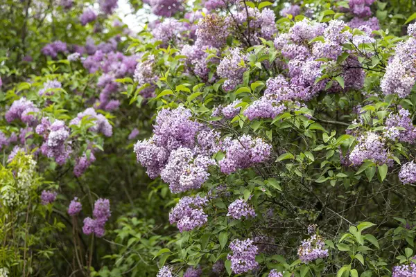 Bahar bahçesinde çiçek açan leylak çalısı. Yakın plan.