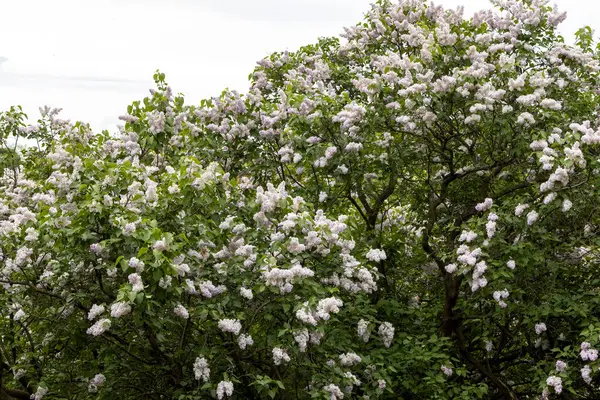 Bulutlu bahar gününde leylak çalıları açar