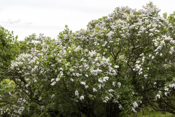 Çiçekli bahar bahçesinde çiçek açan leylak çalısı