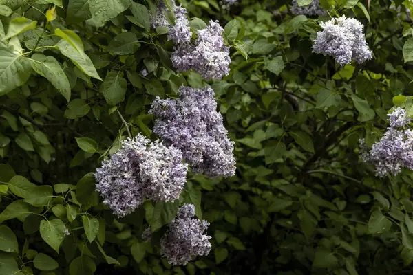 Yağmur, bereketli bahar yapraklarında açan leylak çiçeklerini öptü.
