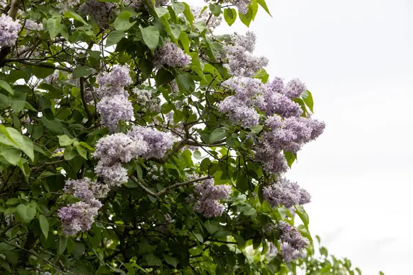 Bulutlu gökyüzüne karşı bahar dalında leylak çiçek açar