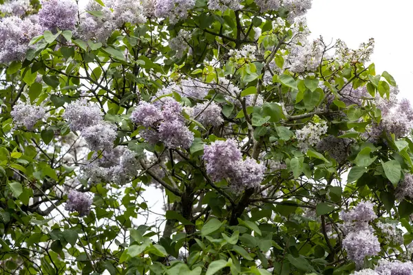 Yumuşak bahar ışığında açan leylak ağacı dalları