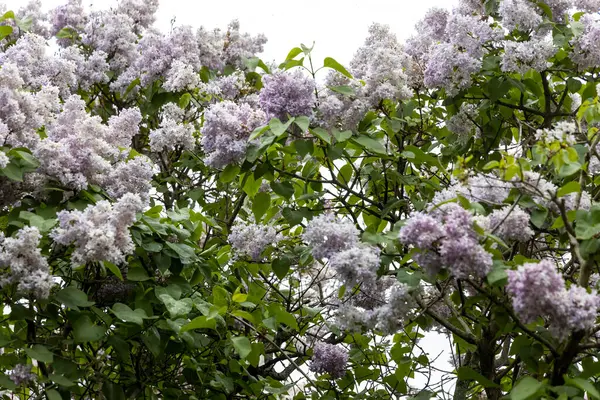 İlkbaharda leylak çalısı yumuşak gün ışığında açar.