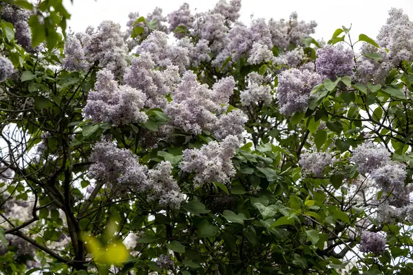 İlkbaharda yeşil yapraklı çiçek açan leylak çalısı.