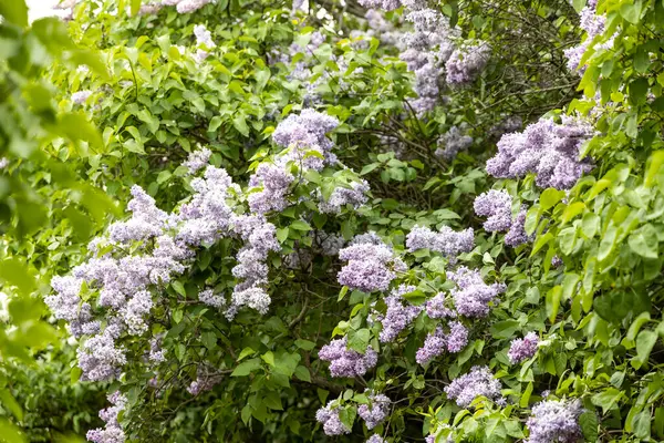 Çiçekli bahar bahçesinde açan leylak çalısı