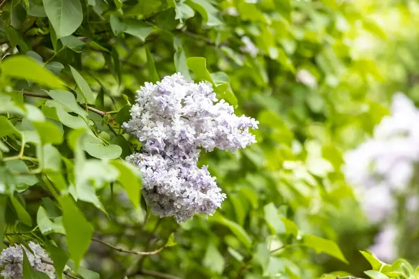 İlkbaharda taze yeşil yapraklı çiçek açan leylak dalı