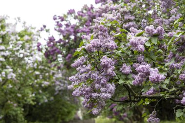 Bulutlu bir günde bahar bahçesinde çiçek açan leylak çalıları
