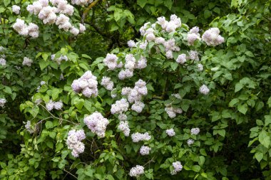Açık mor leylak yapraklı bahar çalılığında çiçek açar.