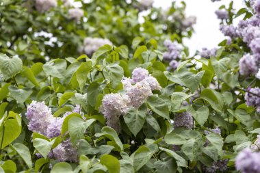 Bahar bahçesinde taze yağmur damlacıkları olan leylak çiçekleri