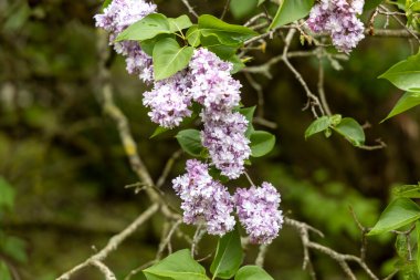 Bahar bahçesindeki çiçek açan leylak kümelerine yakın.