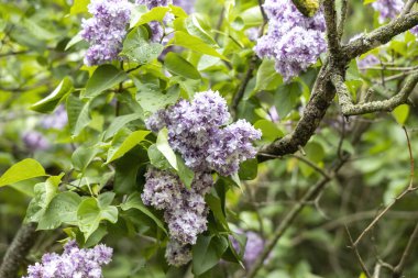 Bahar bahçesinde yağmur damlalarıyla çiçek açan leylak kümelerine yakın çekim