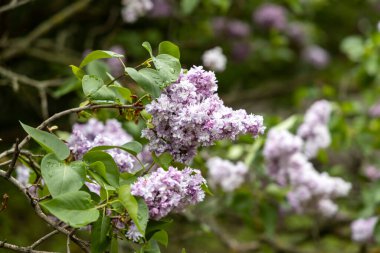 Yağmurdan sonra eflatun çiçekleri.