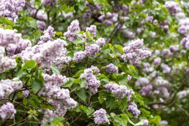 Çiçek açan leylak çalıları ve lavanta çiçekleri