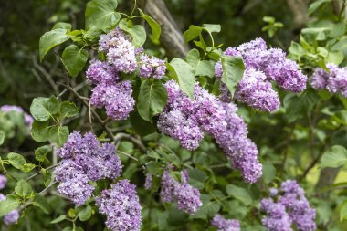 Bahar bahçesinde mor leylak çiçekleri
