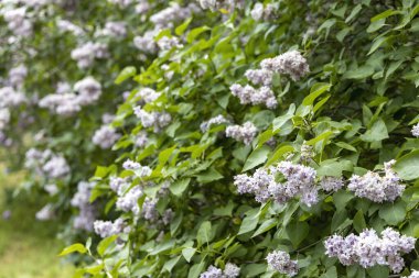 İlkbaharda çiçek açan leylak çalılarının yumuşak odak görünümü