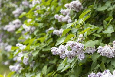 Bahar bahçesinde açan leylak çalılarının yakın çekimi