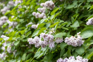 Yumuşak lavanta çiçekleri yemyeşil bahar çalılarında.