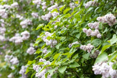 Bahar bahçesinde yemyeşil yapraklı çiçek açan leylak çalısı.
