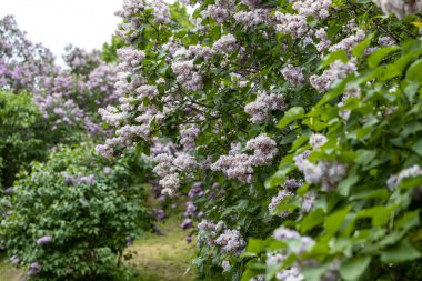 Bahar bahçesinde çiçek açan leylak çalıları