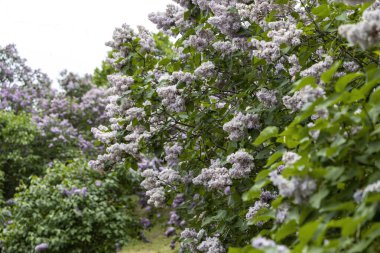 Çiçekli bahar bahçesinde çiçek açan leylak çalıları