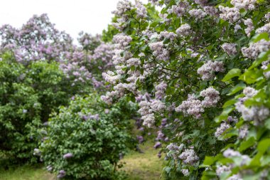 Çiçekli bahar bahçesinde çiçek açan leylak çalıları