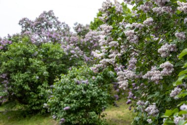 Bulutlu bir günde bahar bahçesinde çiçek açan leylak çalıları