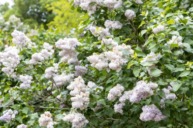 Bahar bahçesinde leylak çiçeklerinin açılışı.