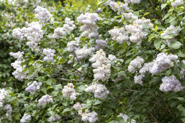 Çiçekli bahar bahçesinde çiçek açan leylak çalısı