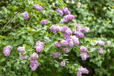 Bahar bahçesinde çiçek açan leylak dalı