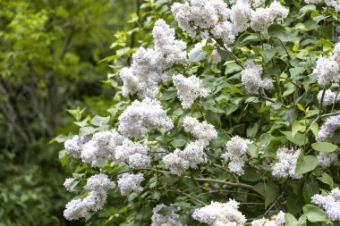 Bahar bahçesinde soluk lavanta çiçekleriyle çiçek açan leylak çalısı.