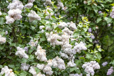 Bahar bahçesinde çiçek açan beyaz leylak çalısı.