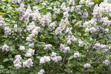 Bahar bahçesinde pastel çiçeklerle kaplı leylak çalılar.