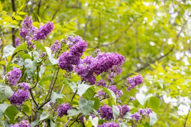 Bahar bahçesinde mor leylak çiçekleri toplanır.