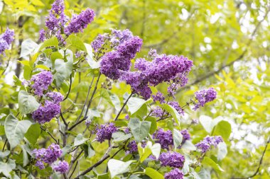 Mor leylak taze bahar fundalığında çiçek açar.