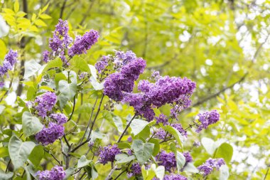 Bahar bahçesi dalında canlı mor leylak çiçekleri