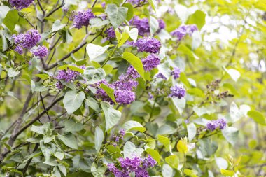 Bahar bahçesinde mor leylak çiçeklerine yakın