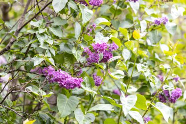 Bahar bahçesinde mor leylak çiçekleri. Yakın plan çalılar.