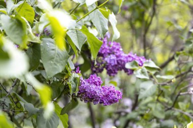 Bahar bahçesinde çiğ taneleri olan mor leylak çiçekleri
