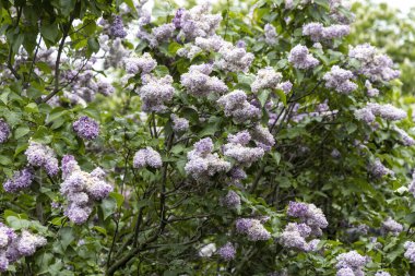 İlkbaharda açan leylak çalısı.