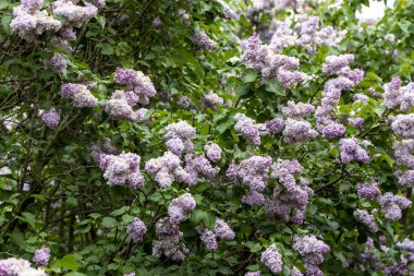 Bahar bahçesinde çiçek açan leylak çalısı