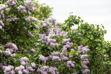 Bulutlu bir günde yemyeşil bahar bahçesinde çiçek açan leylak çalıları.