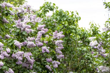 Çiçekli bahar bahçesinde çiçek açan leylak çalıları