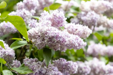 Bahar bahçesinde yumuşak lavanta çiçekleri. Yakın plan.