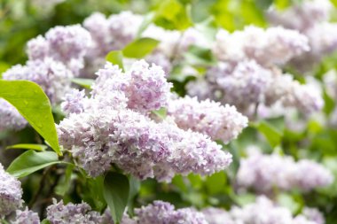 İlkbaharda çiçek açan leylak kümelerinin yumuşak odağı