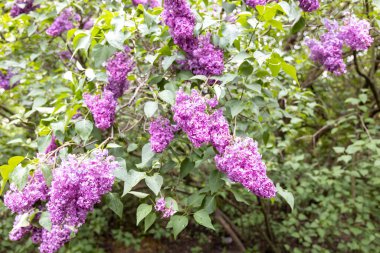 Bahar bahçesinde yağmurdan sonra taze mor leylak çiçek açar.